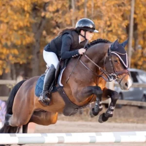 poney cso étalon